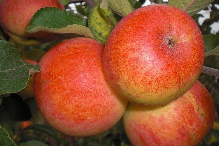 Сонечко - найвищі врожайні сорти яблук