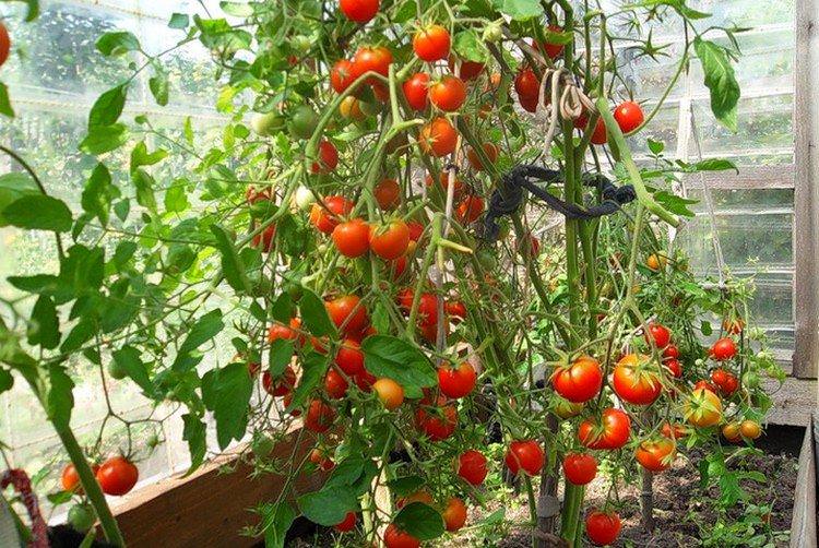 Петергоф - Найкращі сорти томатів для відкритого ґрунту в Підмосков'ї