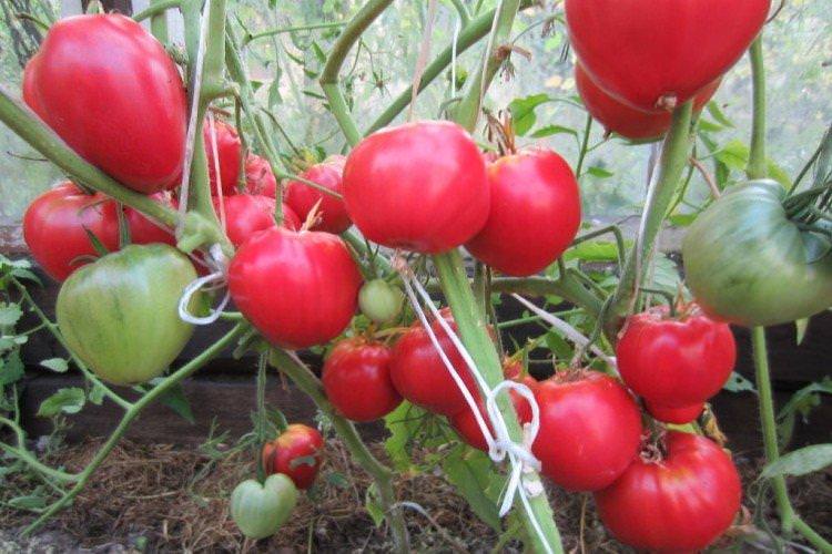 Данко серцеподібний - Найкращі сорти томатів для відкритого ґрунту в Підмосков'ї