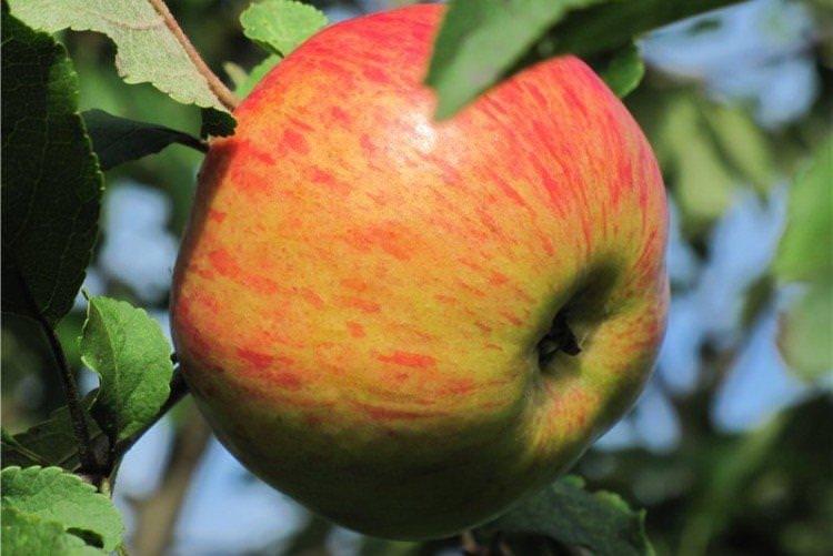 Медуниця - найсолодші сорти яблук