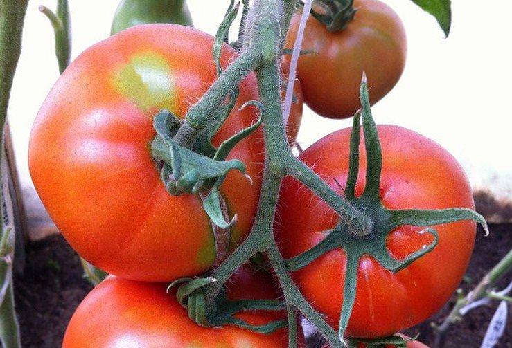 Тамара - Найкращі сорти томатів для відкритого ґрунту в Підмосков'я