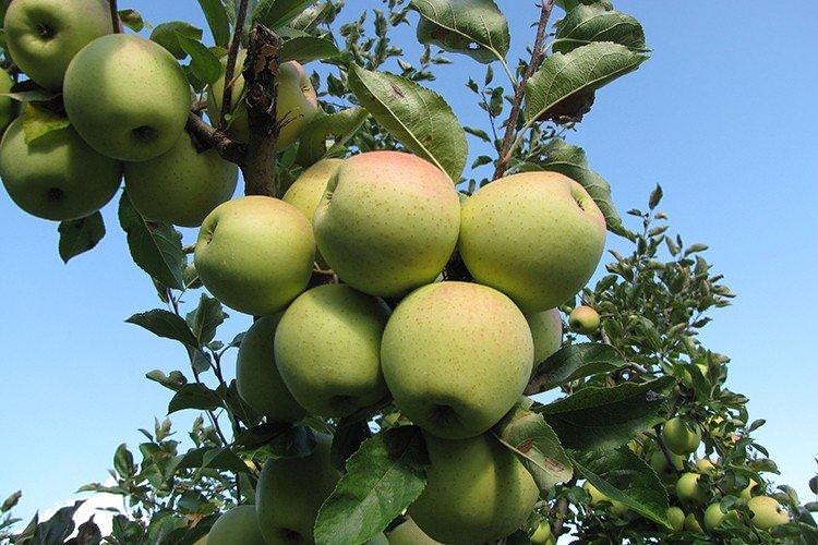 Голден Делішес - найсолодші сорти яблук