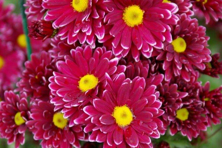 Ориноко - Популярні дрібно- та середньоквіткові сорти хризантем