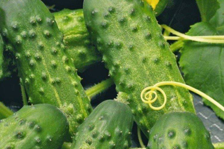 Совхозний - Найкращі сорти огірків для відкритого ґрунту в Підмосков'ї