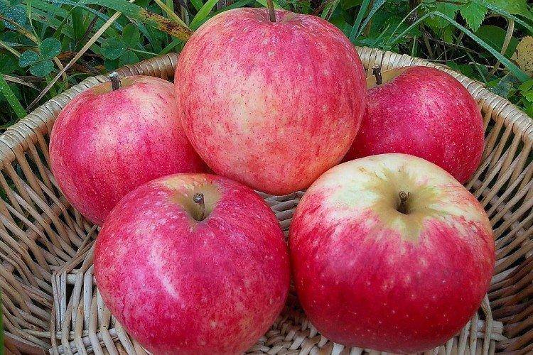 Штрифель - Найкращі сорти яблунь для Підмосков'я