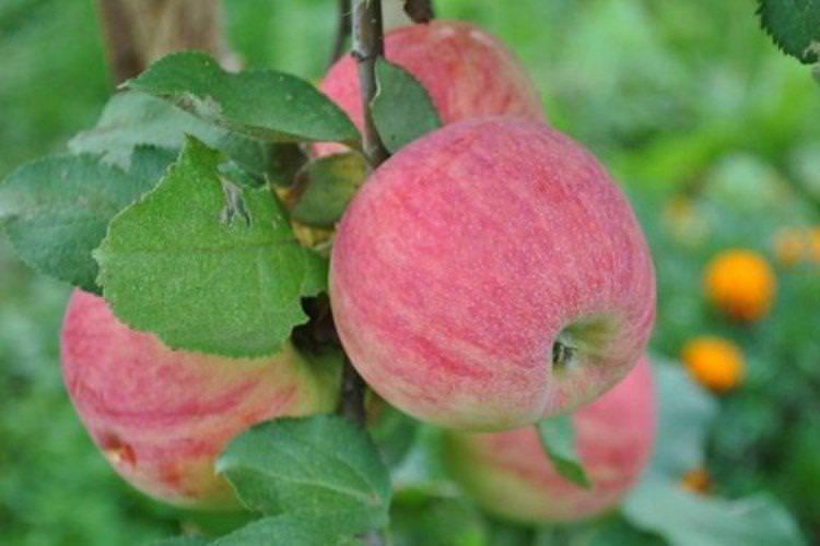 Аркадик - Найкращі сорти яблунь для Підмосков'я