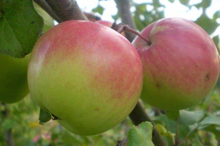Богатир - Найкращі сорти яблунь для Підмосков'я