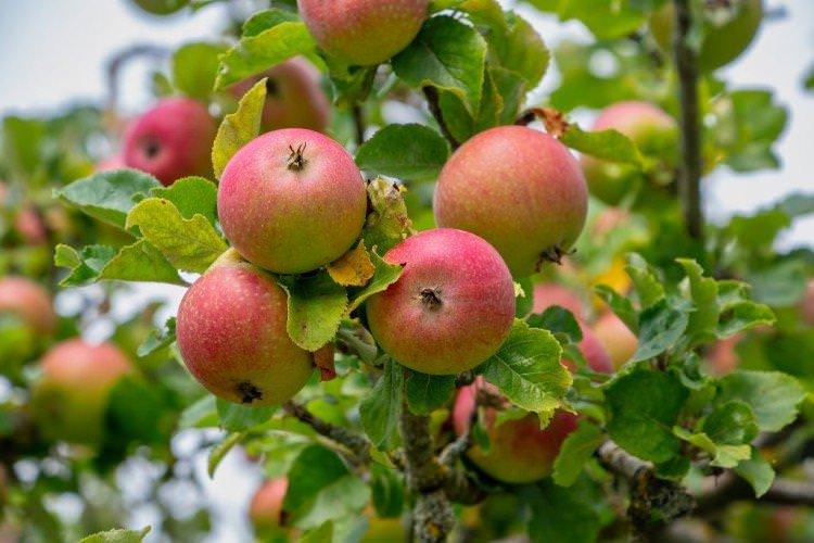 Грушівка - Найкращі сорти яблунь для Уралу та Сибіру