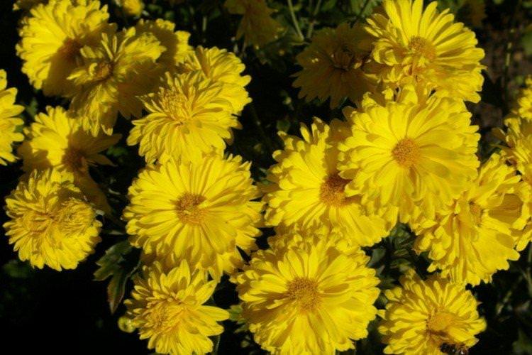 Бурштин - Кращі сорти хризантем для Підмосков'я