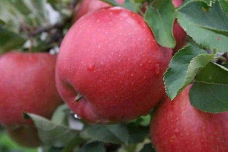 Катя - Найкращі сорти яблунь для Уралу та Сибіру