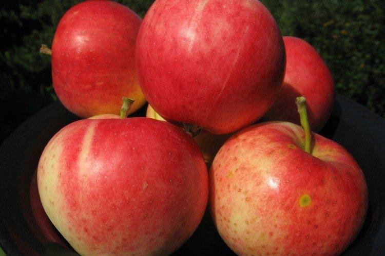 Старк Ерлієст - Найкращі сорти яблунь для Уралу та Сибіру