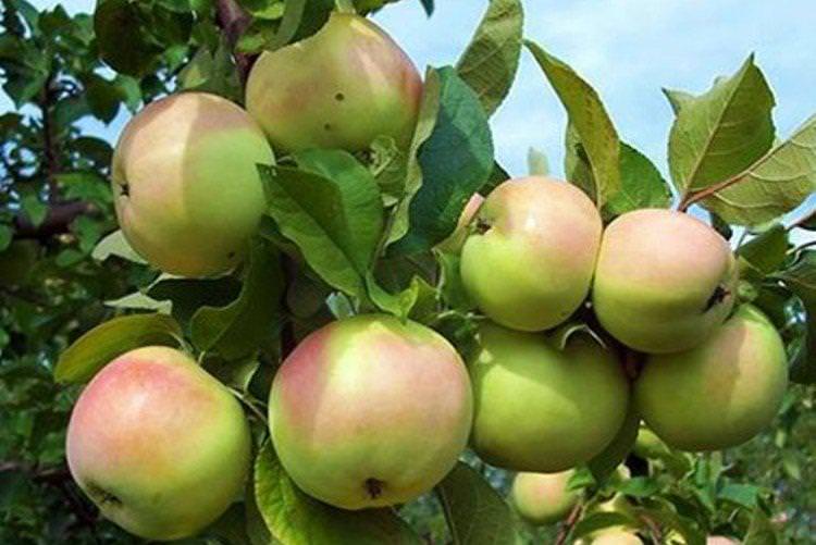 Кутузовець - Найкращі сорти яблунь для Уралу та Сибіру