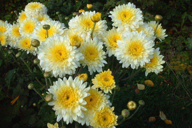 Елен - Найкращі сорти хризантем для Уралу та Сибіру