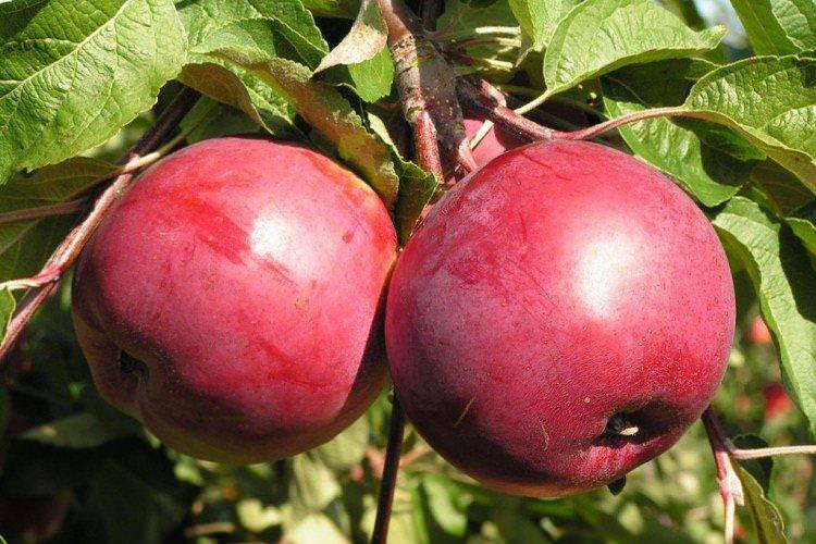 Антей - Найкращі сорти яблунь для Ленінградської області