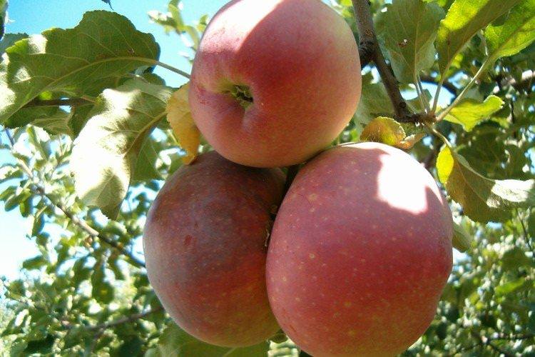 Дружба - Найкращі сорти яблунь для Ленінградської області