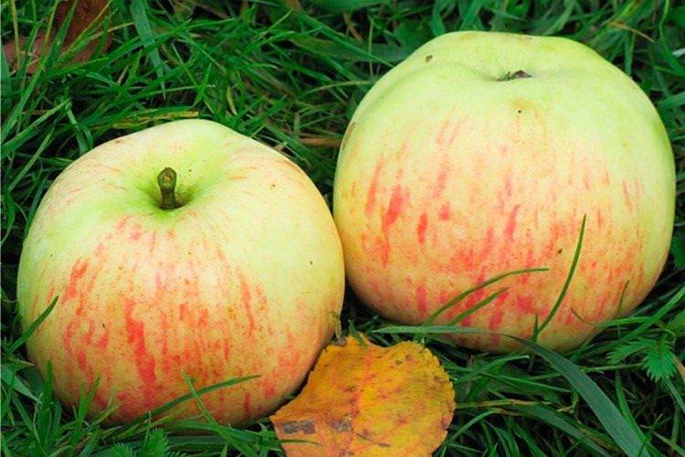 Обранка - Найкращі сорти яблунь для Ленінградської області