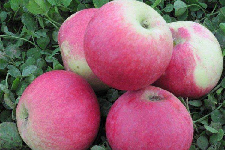 Аеліта - Найкращі сорти яблунь для Ленінградської області