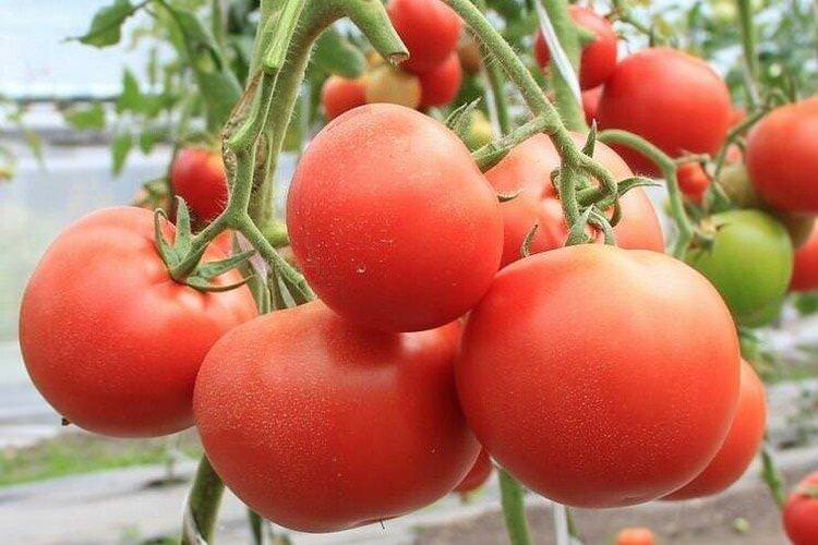 Євпатор - Сорти томатів для теплиць з полікарбонату
