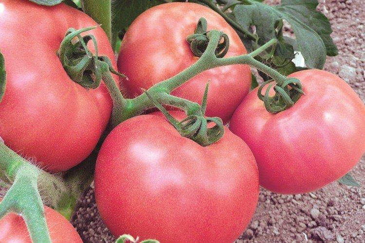 Диво землі - Сорти томатів для теплиць з полікарбонату