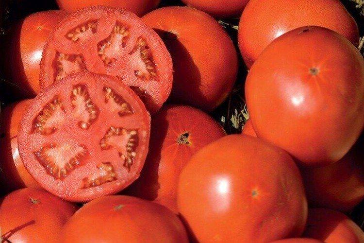 Бобкат - Сорти томатів для теплиць з полікарбонату