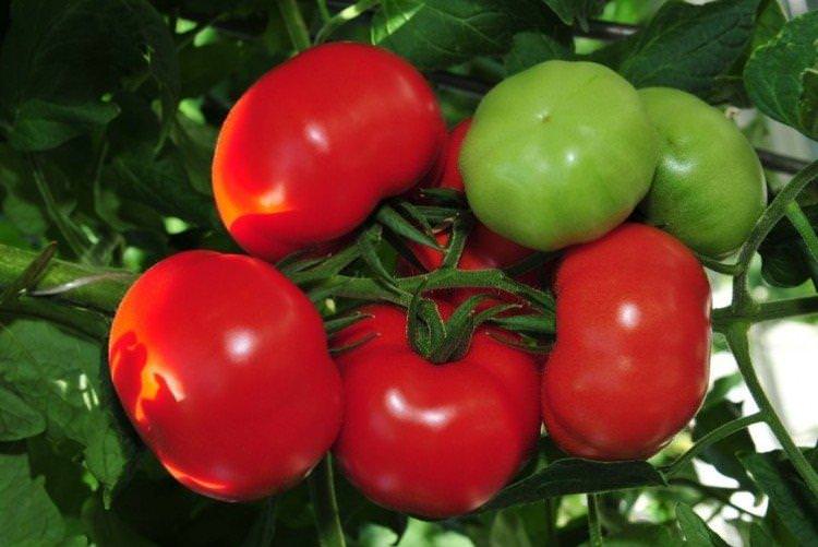 Благовіст - Сорти томатів для теплиць з полікарбонату