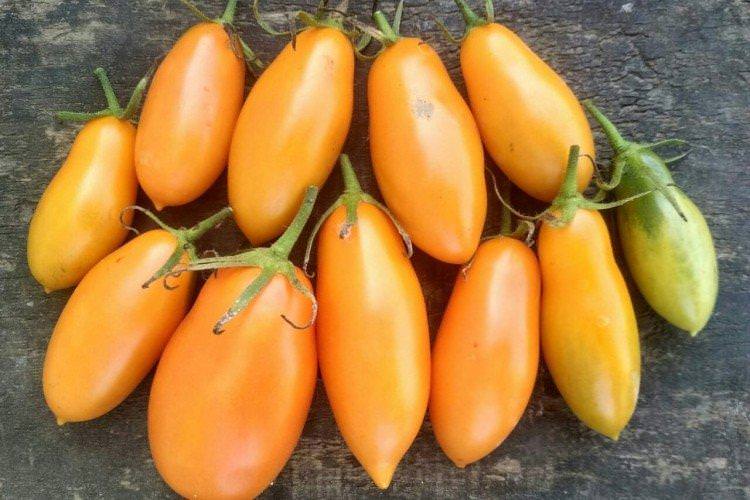 Мідас - Сорти томатів для парників та плівкових теплиць