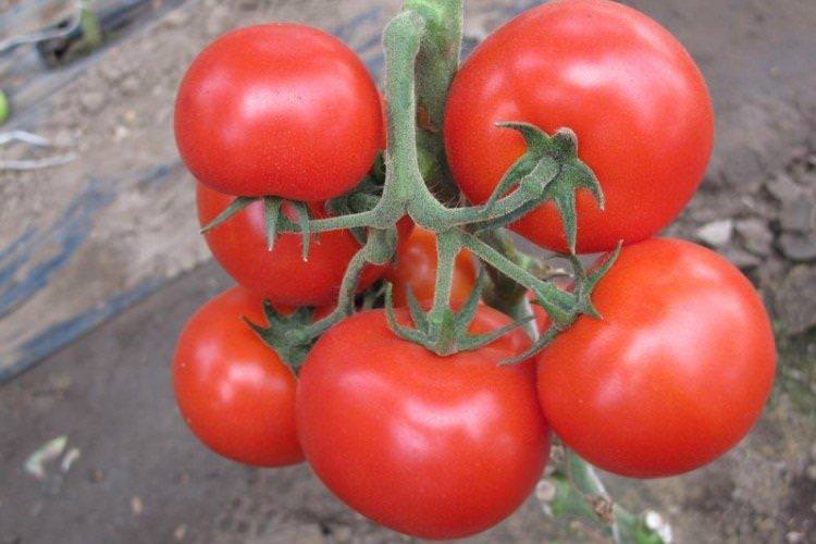 Силует - Сорти томатів для парників та плівкових теплиць