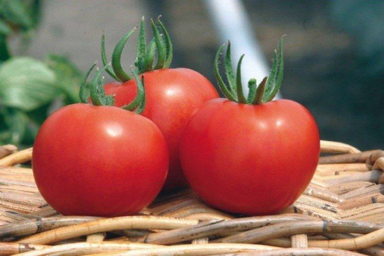 Тривет - Сорти томатів для парників та плівкових теплиць