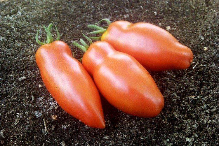 Червоний мустанг - Сорти томатів для парників і плівкових теплиць