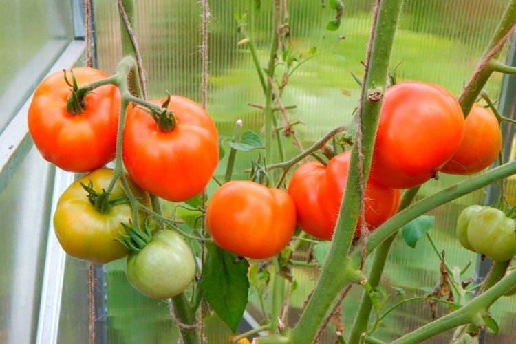 Ураган - найвищі врожайні сорти томатів для теплиці