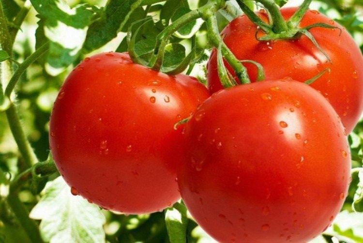 Пошук - найвищі врожайні сорти томатів для теплиці