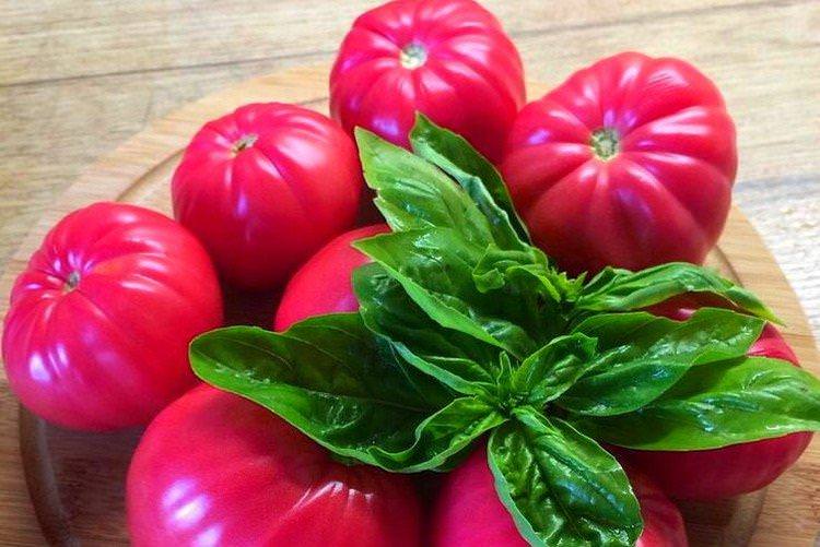 Розмарин - найвищі врожайні сорти томатів для теплиці