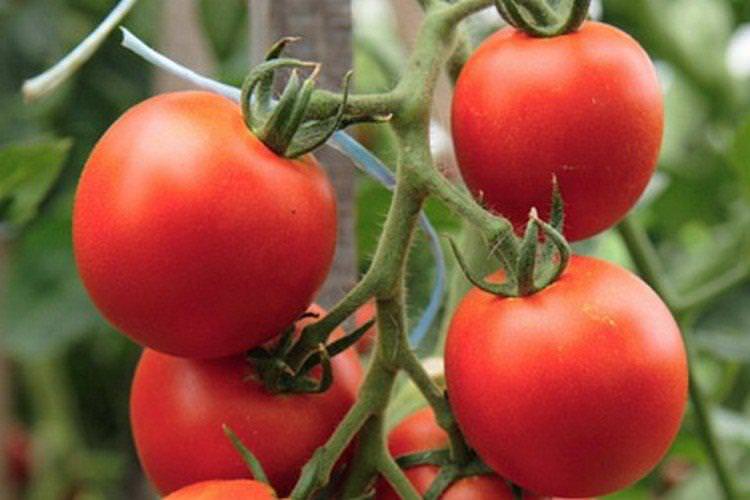 Семко-Сіндбад - найвищі врожайні сорти томатів для теплиці