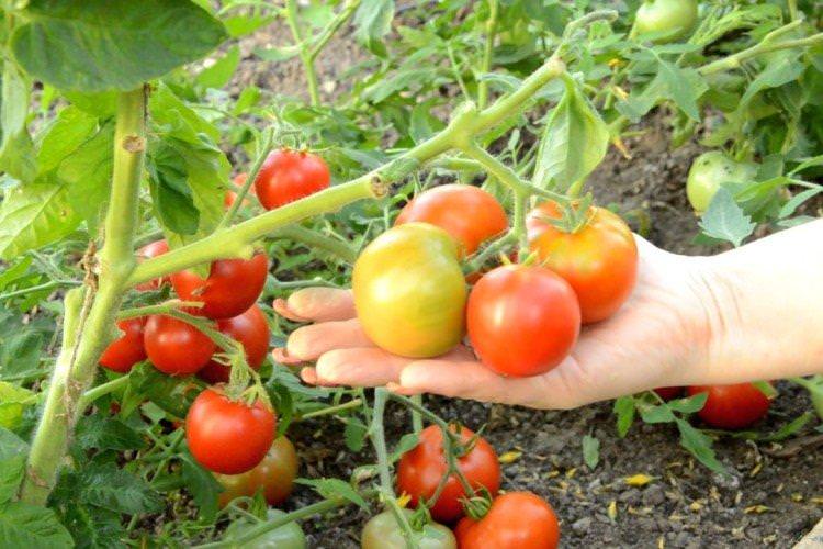 Японський карлик - найвищі врожайні сорти томатів для теплиці