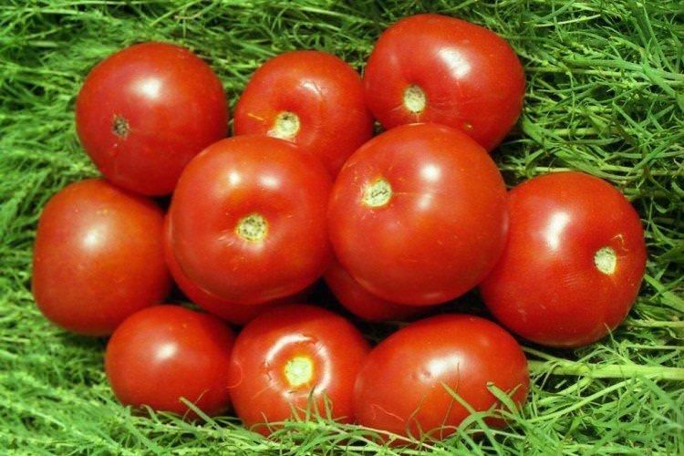 Волгоградський скоростиглий - Ранні сорти томатів для теплиць