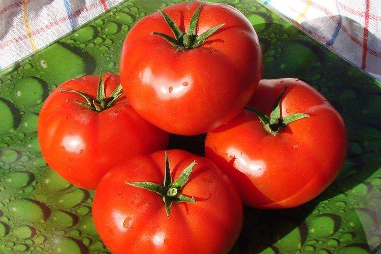 Майстер - Ранні сорти томатівдля теплиць