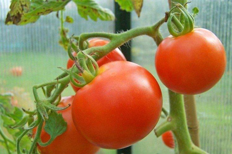 Тайфун - Ранні сорти томатів для теплиць