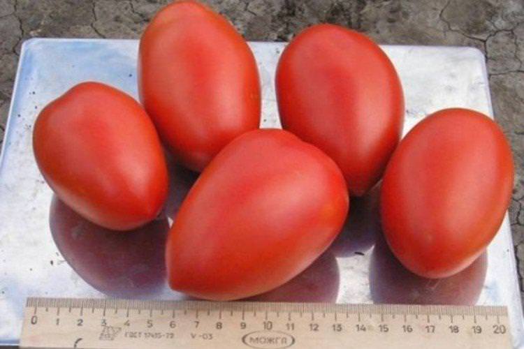 Колібрі - Ранні сорти томатів для теплиць