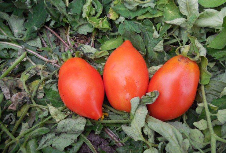 Ракета - Середні та пізні сорти томатів для теплиць