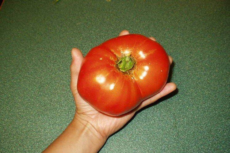 Російський розмір - Середні та пізні сорти томатів для теплиць
