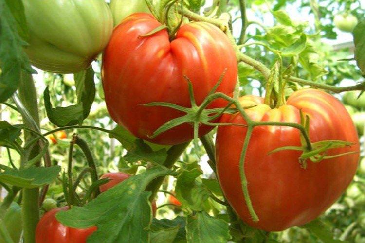 Кардинал - Великоплідні сорти томатів для теплиці