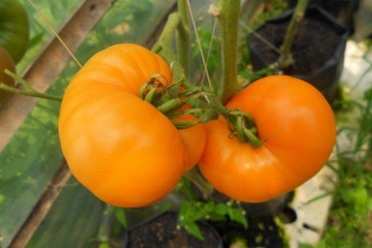 Амана Оранж - Великоплідні сорти томатів для теплиці