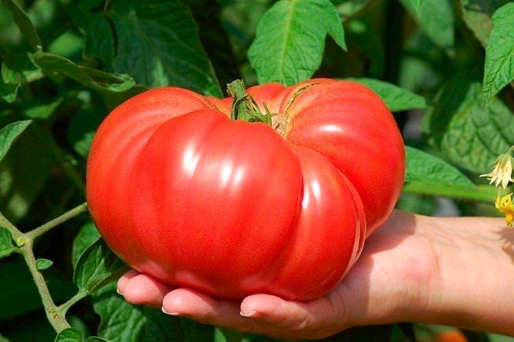 Скорпіон - Великоплідні сорти томатів для теплиці