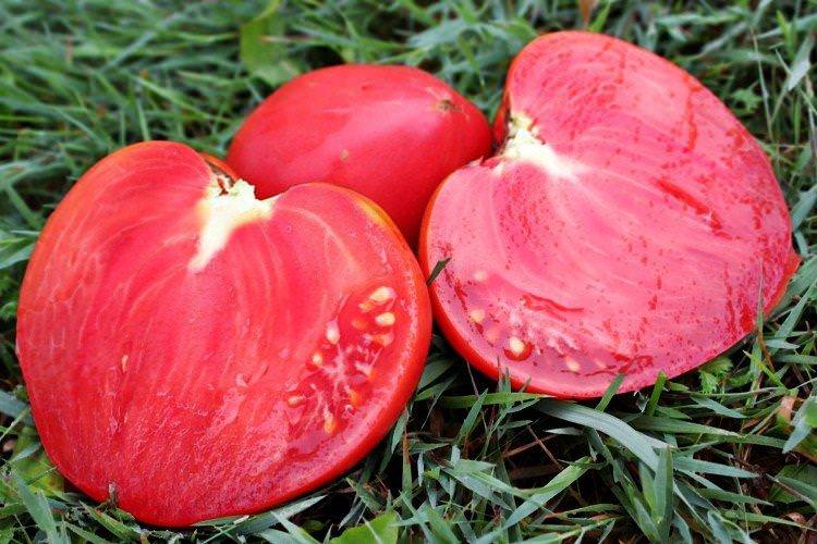 Мазаріні - Великоплідні сорти томатів для теплиці