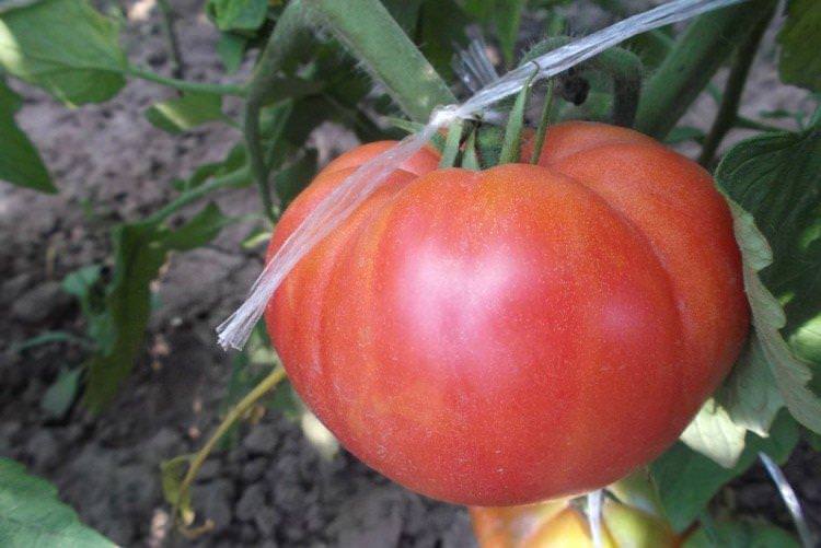 Цунамі - Рожеві сорти томатів для теплиці