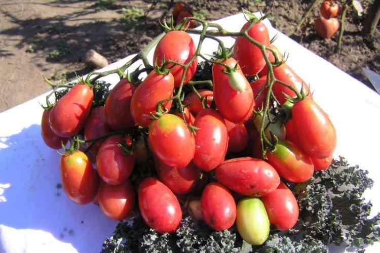 Рожеві родзинки - Рожеві сорти томатів для теплиці