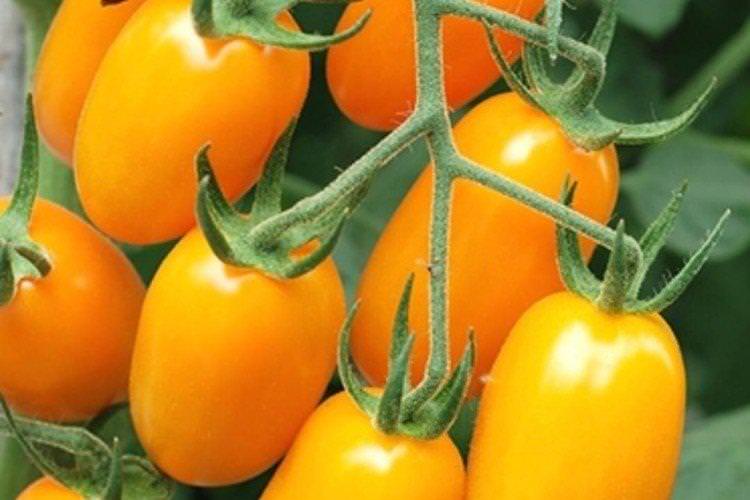 Буян - Сорти томатів для теплиць, що не потребують пасинкування
