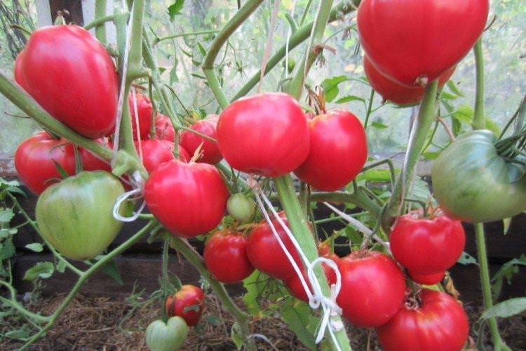 Данко - Сорти томатів для теплиць, що не потребують пасинкування