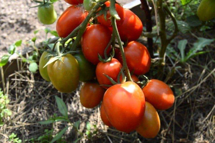 Гіпербола - Сорти томатів для теплиць, що не потребують пасинкування