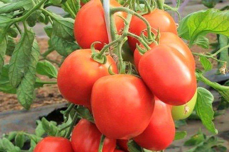 Дитяча насолода - Сорти томатів для теплиць, що не потребують пасинкування